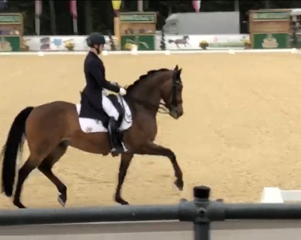 dressage horse Scolari's Sixpack (Hanoverian, 2010, from Scolari)