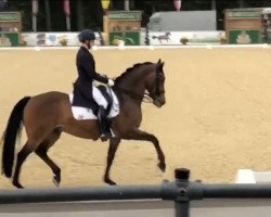 dressage horse Scolari's Sixpack (Hanoverian, 2010, from Scolari)