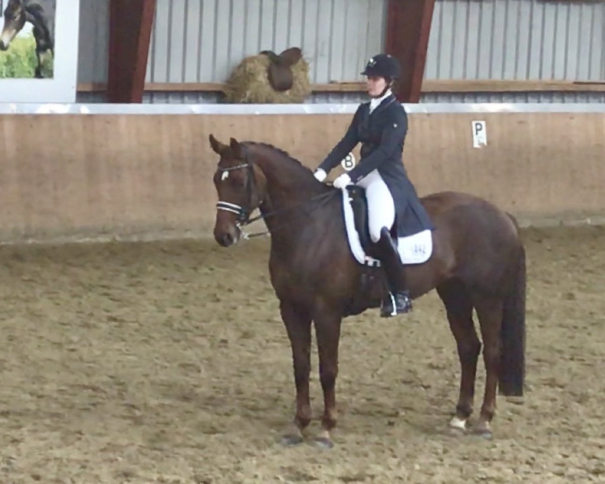 broodmare Hyade 4 (Hanoverian, 2008, from Hochadel)