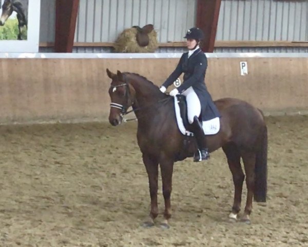 broodmare Hyade 4 (Hanoverian, 2008, from Hochadel)