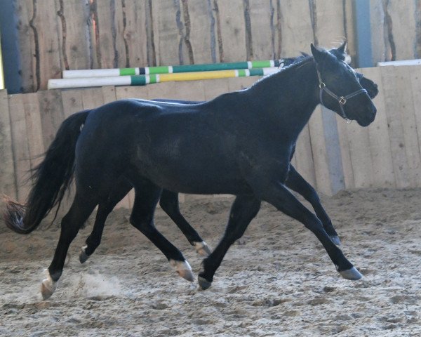 broodmare Moonlite Melody (Estonian Sport, 2015, from Flora's Hof Magic 6 WPB)