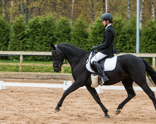 horse Midnight Magic (Estonian Sport, 2013, from Flora's Hof Magic 6 WPB)