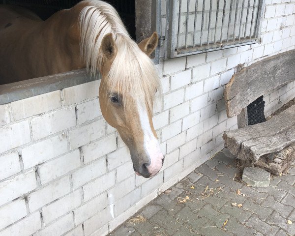 Zuchtstute Golden Dynamite de Luxe (Deutsches Reitpony, 2008, von HET Golden Dream)