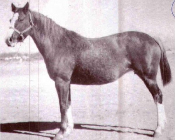 broodmare Santa Maria (Quarter Horse, 1938, from Plaudit)