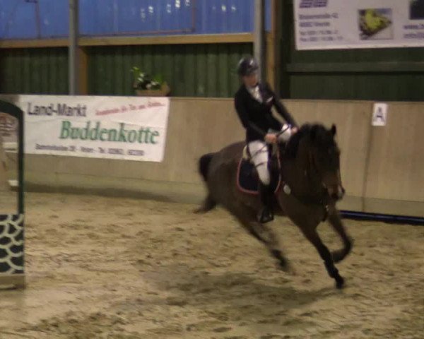 Reitturnier Velen 2016