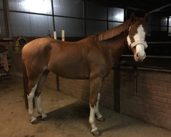 Springpferd Palou SGN (Rheinländer, 2015, von Paul SG)