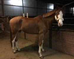 Springpferd Palou SGN (Rheinländer, 2015, von Paul SG)