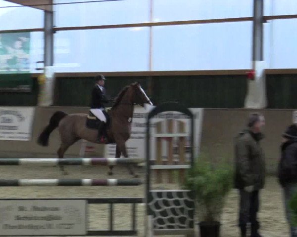 Reitturnier Velen 2016