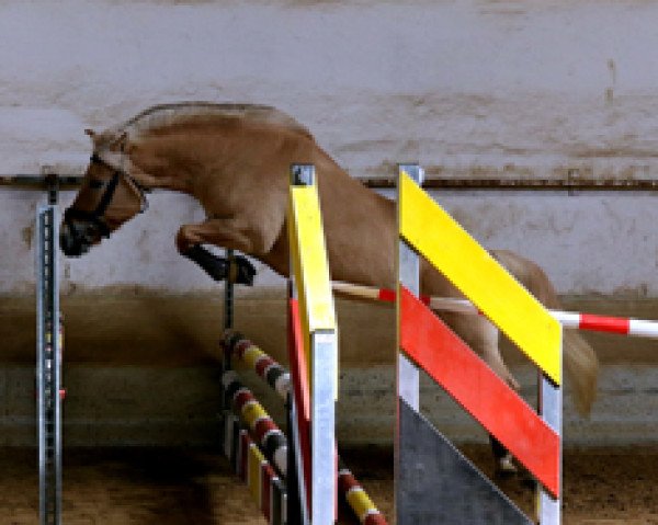 broodmare Mia Rossa (Fjord Horse, 2011, from Rongar)