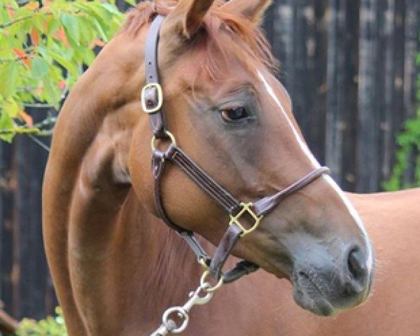 broodmare Berenike (Hanoverian, 2010, from Benetton Dream FRH 1301)