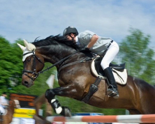 jumper Generoso IV CH (Swiss Warmblood, 2002, from Gagneur du Pichoux)