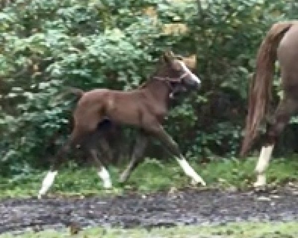 Cavallo Korally STEF (Mecklenburger, 2019, di Kings Erbe AML)