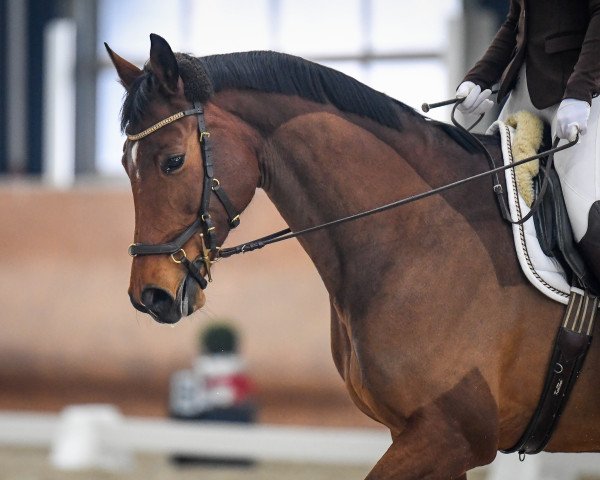 Dressurpferd Missy II (Ungarisches Warmblut, 2007, von Landprinz)