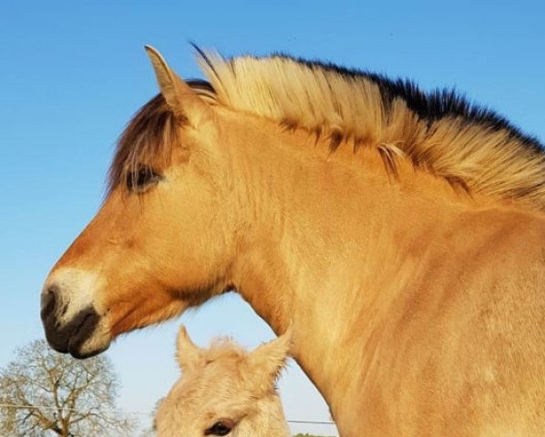 broodmare Hippi (Fjord Horse, 2002, from Jon Halsnæs)