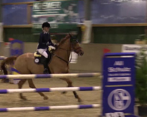 Reitturnier Velen 2016