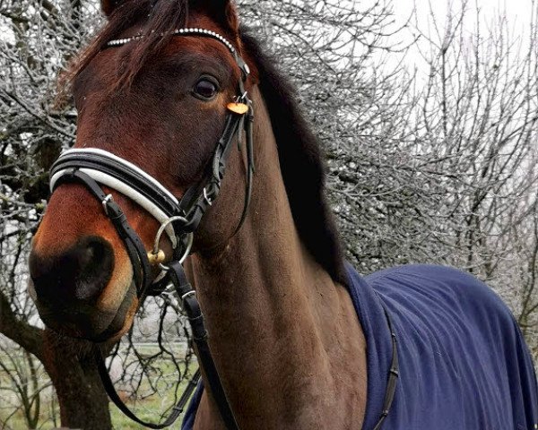 dressage horse Wilder Wein xx (Thoroughbred, 2014, from Soldier Hollow xx)