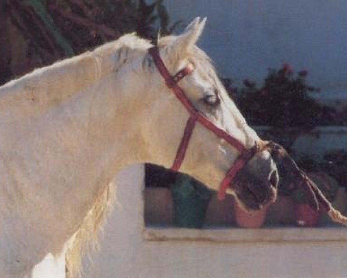 Stallone da monta Fabuloso VI (Pura Raza Espanola (PRE), 1973, di Cariñoso III)