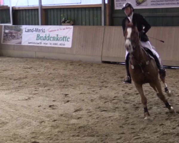 Reitturnier Velen 2016