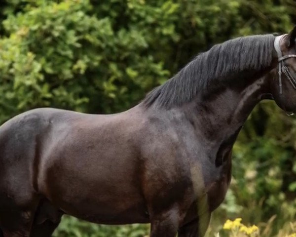 dressage horse Oosterbroek Fenix (New Forest Pony, 2012, from Orlando)