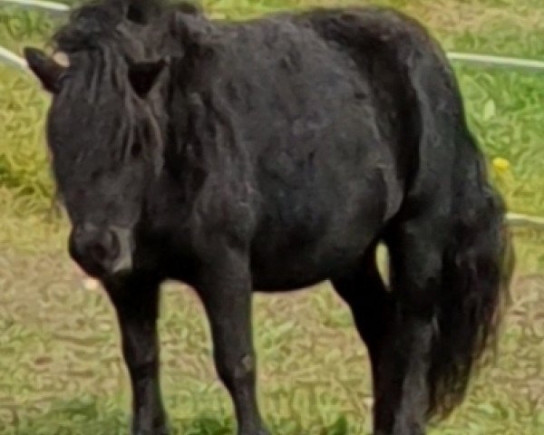 horse Watch out v.zwentibolb (Shetland Pony, 2005, from Balade van de Römer)