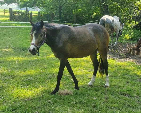 horse Dorothe P (German Riding Pony, 2018, from Diamond Touch NRW)