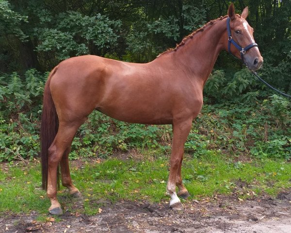dressage horse KaNo's Bonne Amie (Westphalian, 2014, from Bon Bravour) dressage horse KaNo's Bonne Amie (Westphalian, 2014, from Bon Bravour)