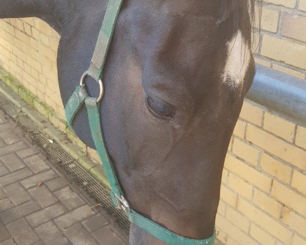 jumper Dallas 48 (German Sport Horse, 2007, from Drakdream)