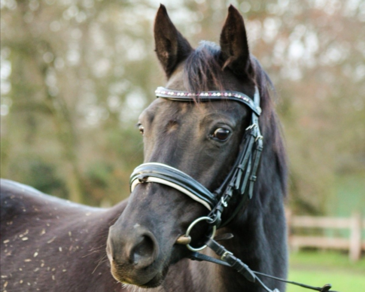 broodmare Dark Diva (German Riding Pony, 2009, from Danilo 80)