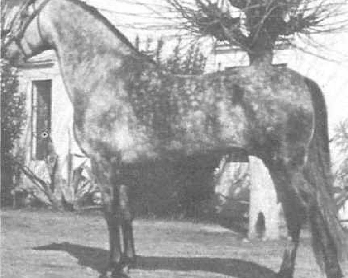 Deckhengst Divertido VII (Pura Raza Espanola (PRE), 1972, von Garboso XI)