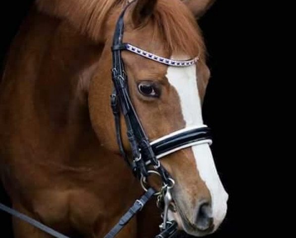 Zuchtstute Desteny 86 (Deutsches Reitpony, 2005, von Deinhard B)