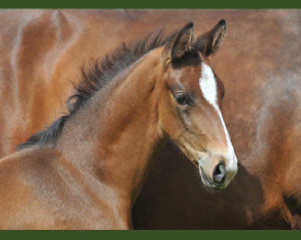 dressage horse Tower Bridge GV (Oldenburg, 2012, from Totilas)