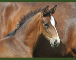 dressage horse Tower Bridge GV (Oldenburg, 2012, from Totilas)