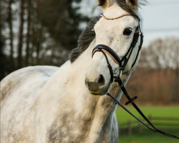 broodmare Fürstin Melodie P (Westphalian, 2014, from Fürst Wilhelm)