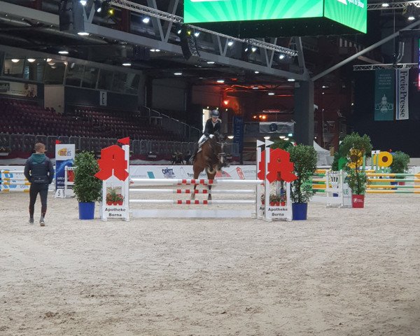 jumper Tiptop 4 (German Riding Pony, 2008, from Traumprinz)
