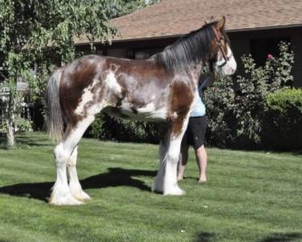 broodmare Cedarlane Mya (Clydesdale, 2012, from Langbank Winsome Lad)
