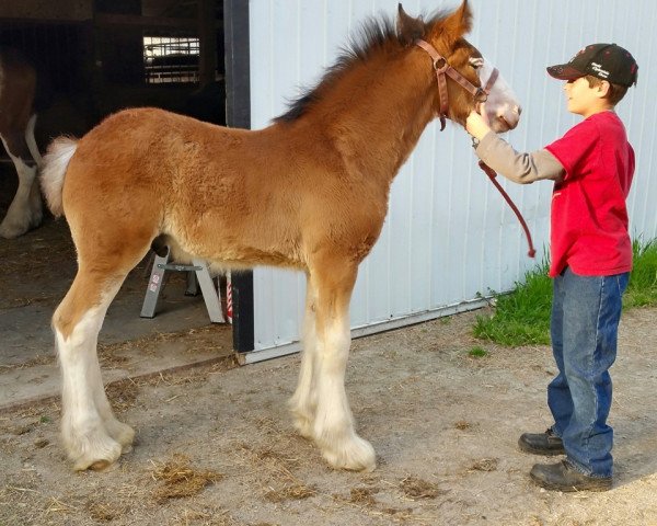 Pferd Cedarlane Henry (Clydesdale, 2015, von 2S Explorer's Intrepid)