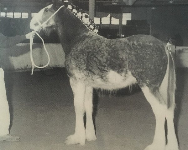 Zuchtstute Cedarlane Bess (Clydesdale, 1995, von Maplewood Levi) Zuchtstute Cedarlane Bess (Clydesdale, 1995, von Maplewood Levi)