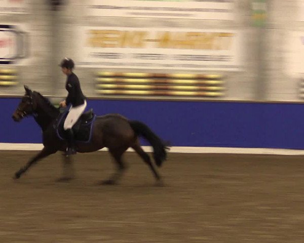 Reitturnier Dörpen 2016