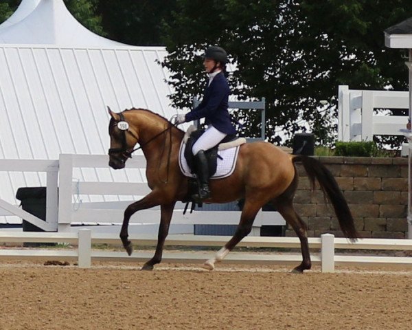 horse Deja D'Or (German Riding Pony, 2014, from Dornik B)