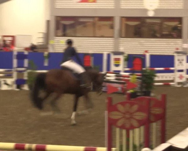 Reitturnier Dörpen 2016