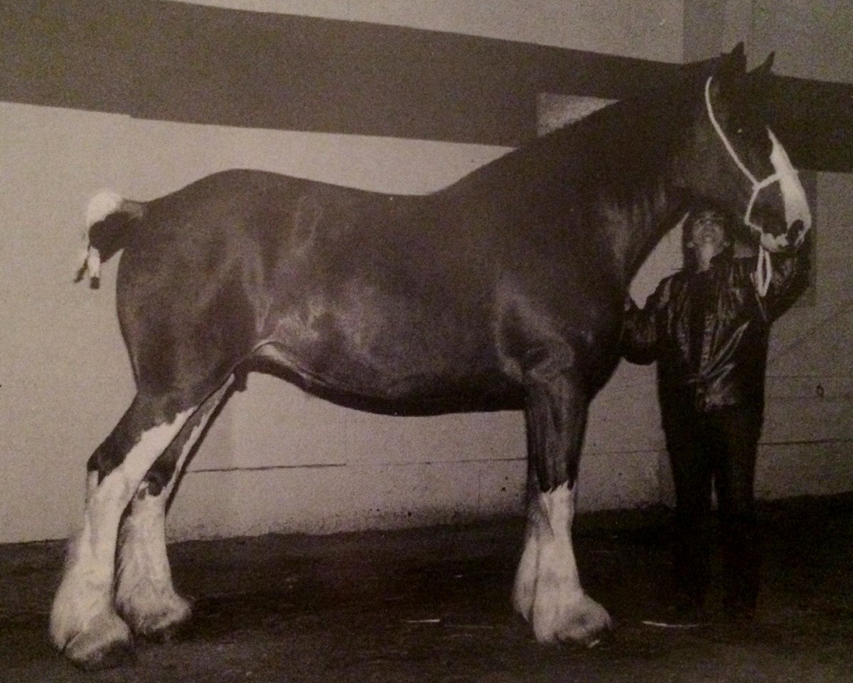 horse Carlene 68220 (Clydesdale, 1991, from Greendykes Golden Arrow)
