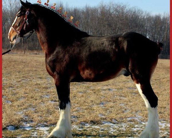 horse Captain of Sunfall (Clydesdale, 2013, from Midnight Majestic Mack)
