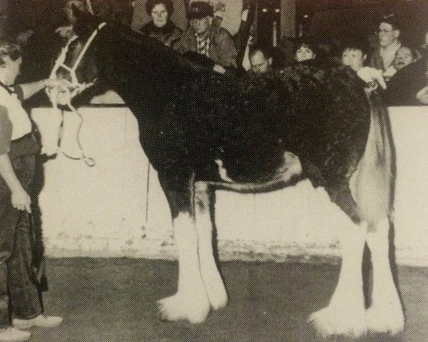 Zuchtstute Carson's Miss McKenzie (Clydesdale, 1993, von Ainville Freelance) Zuchtstute Carson's Miss McKenzie (Clydesdale, 1993, von Ainville Freelance)