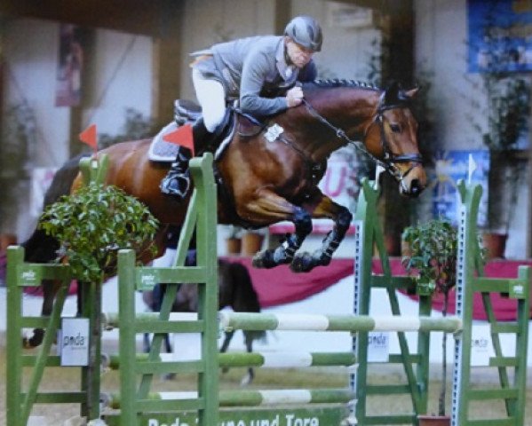 jumper La Perla 28 (Oldenburg show jumper, 2009, from Landstreicher)