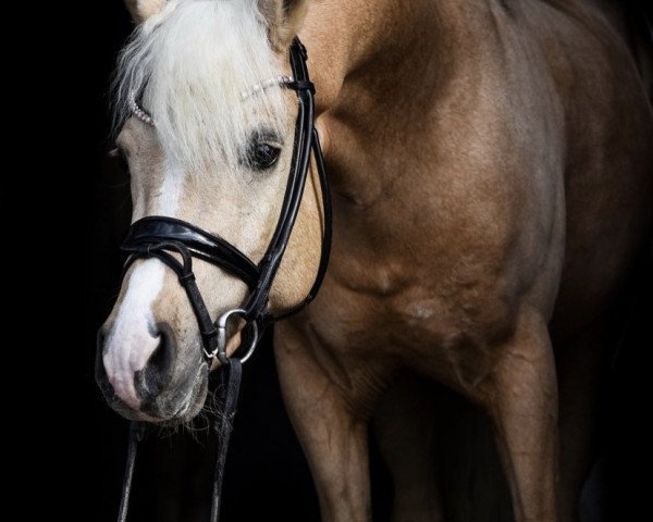 stallion Double Delight (German Riding Pony, 2014, from D-Day AT)