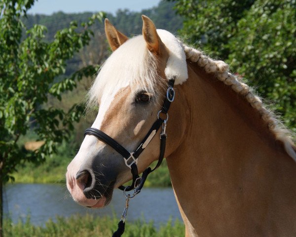 dressage horse Sarina 281 (Haflinger, 2005, from Atlantik)