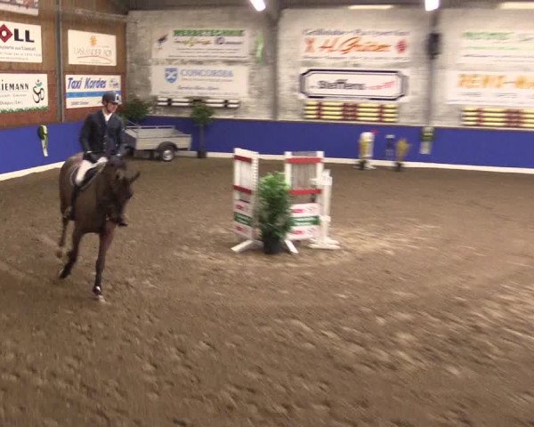Reitturnier Dörpen 2016