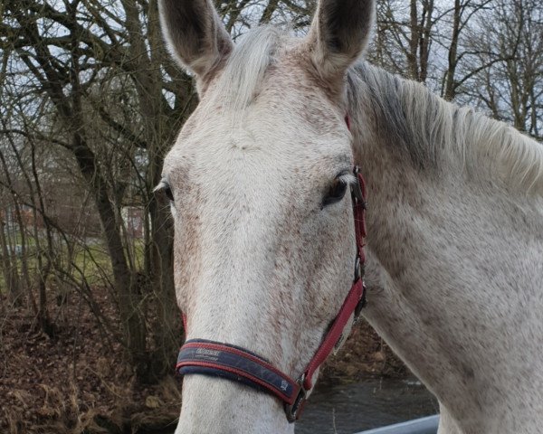 horse Dakiri (unknown,  , from Don Index)