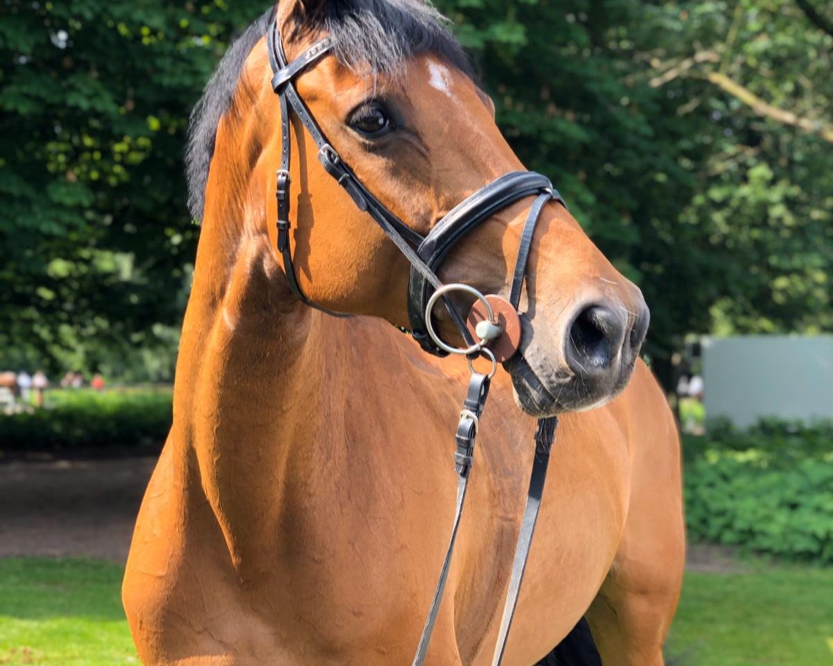 broodmare Especially For You 4 (Holsteiner, 2012, from Clarimo Ask)