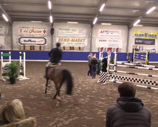Reitturnier Dörpen 2016
